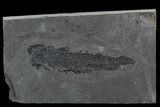 Devonian Lobed-Fin Fish (Osteolepis) - Scotland #98037-1
